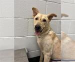 Small German Shepherd Dog Mix