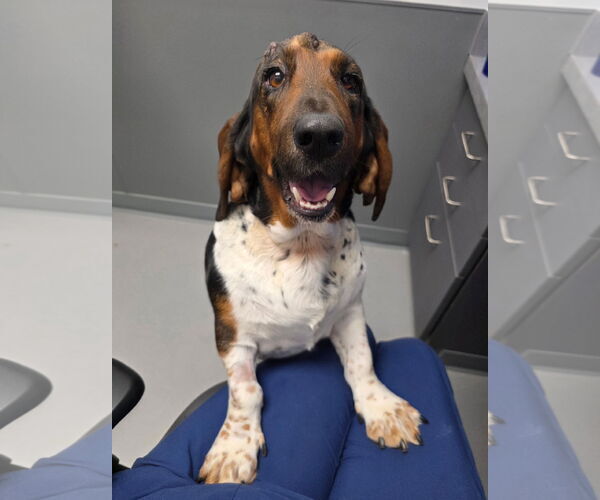 Medium Photo #2 Basset Hound Puppy For Sale in Brookville, OH, USA