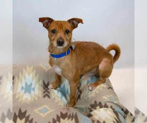 Norman - Male Chihuahua-Unknown Mix Dog for Adoption - Photo #2