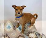 Small Photo #2 Chihuahua-Unknown Mix Puppy For Sale in Kennesaw, GA, USA