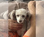 Small Poodle (Toy) Mix