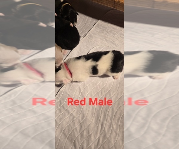 Medium Photo #27 English Shepherd Puppy For Sale in NEW CASTLE, IN, USA