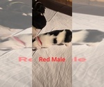 Small Photo #27 English Shepherd Puppy For Sale in NEW CASTLE, IN, USA
