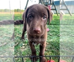 Small Photo #1 Labrador Retriever Puppy For Sale in ALBANY, MO, USA