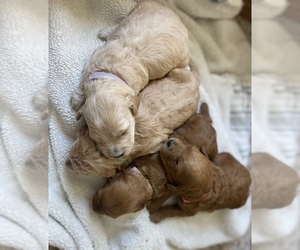 Goldendoodle Puppy for sale in ALBION, IN, USA