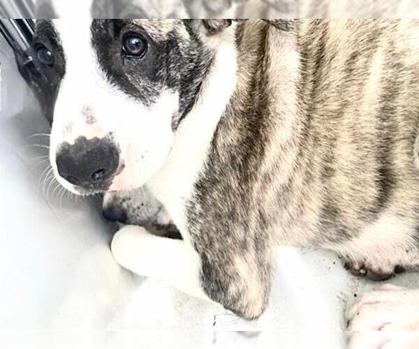 Medium Photo #1 Catahoula Leopard Dog-Saint Bernard Mix Puppy For Sale in Houston, TX, USA
