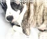 Small Catahoula Leopard Dog-Saint Bernard Mix