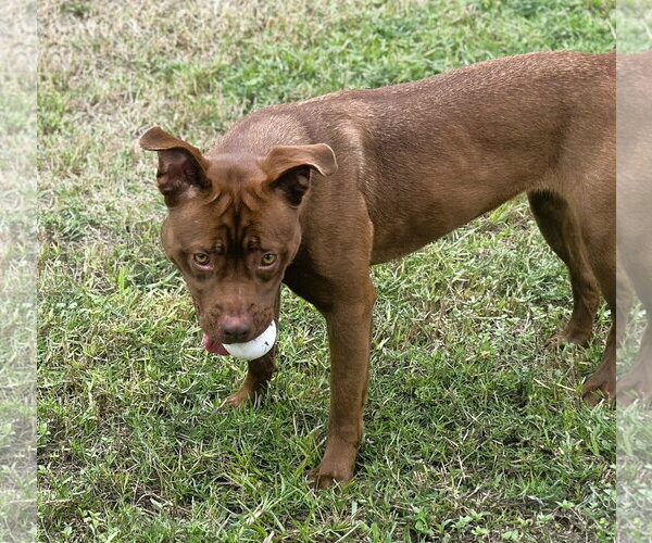 Medium Photo #5 Coonhound-Labrador Retriever Mix Puppy For Sale in Houston, TX, USA