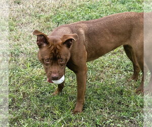 Ruby - Female Coonhound-Labrador Retriever Mix Dog for Adoption - Photo #5