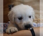 Puppy Zephyr English Cream Golden Retriever