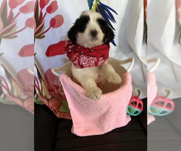 Medium Photo #5 Bordoodle Puppy For Sale in PORTLAND, TN, USA