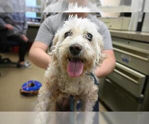 Maltese Dogs for adoption in Decatur, IL, USA