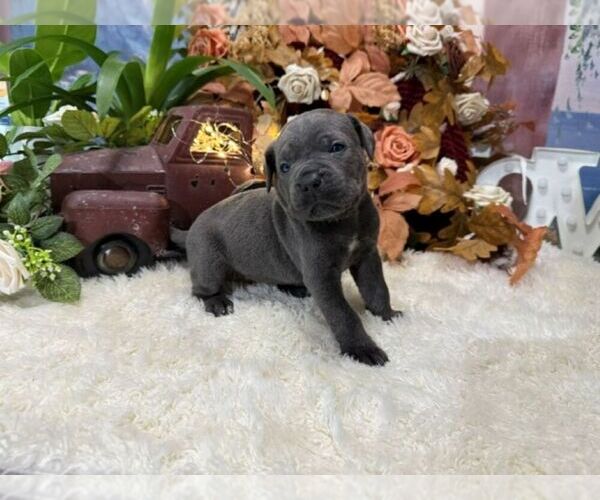 Medium Photo #6 Cane Corso Puppy For Sale in OOLOGAH, OK, USA