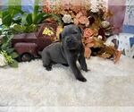 Small #5 Cane Corso