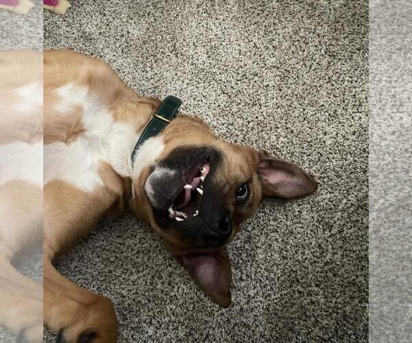 Medium Photo #2 American Pit Bull Terrier-Unknown Mix Puppy For Sale in Incline Village, NV, USA