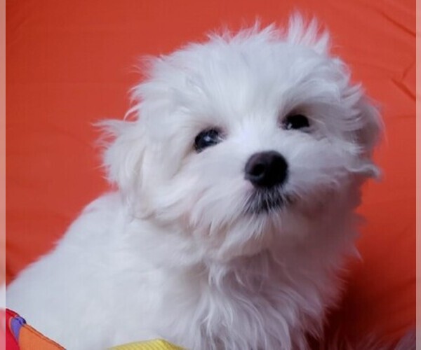 Medium Photo #5 Maltese Puppy For Sale in PISCATAWAY, NJ, USA