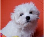 Small Photo #5 Maltese Puppy For Sale in PISCATAWAY, NJ, USA