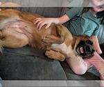 Small #3 Mountain Cur Mix