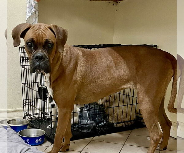 Medium Photo #2 Boxer Puppy For Sale in Dumont, NJ, USA