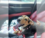 Small #1 German Pinscher Mix
