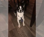 Small Jack Russell Terrier Mix