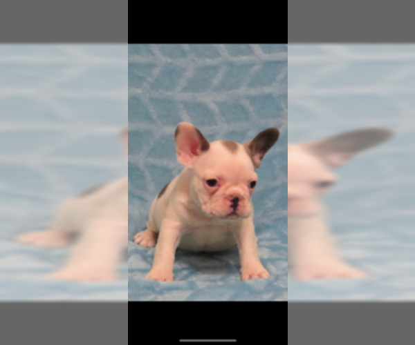 Medium Photo #2 French Bulldog Puppy For Sale in CHARLOTTE, NC, USA