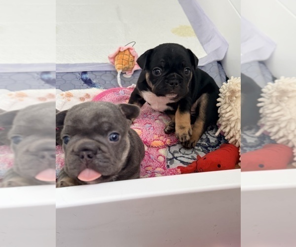 Medium Photo #8 French Bulldog Puppy For Sale in WESLEY CHAPEL, FL, USA