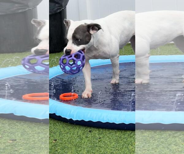 Medium Photo #8 American Bulldog Puppy For Sale in Pompano Beach , FL, USA