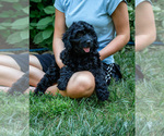 Small #8 Bernedoodle (Miniature)