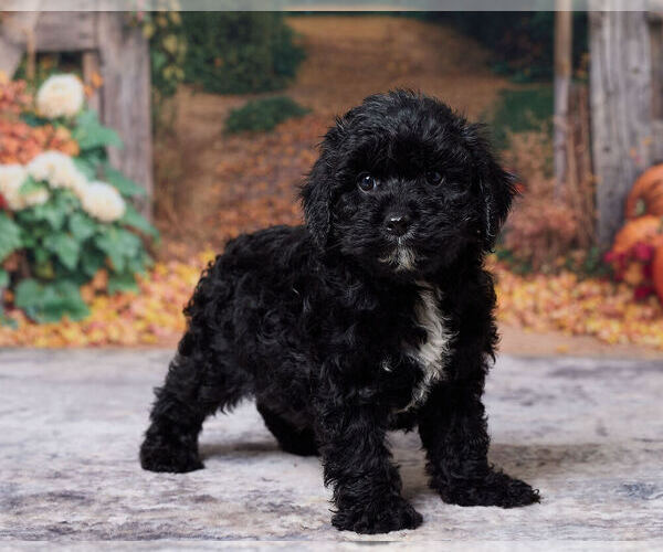 Medium Photo #4 Cavapoo (Miniature) Puppy For Sale in DUNDEE, OH, USA