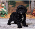 Lenny - Male Cavapoo (Miniature) Puppy for Sale - Photo #4