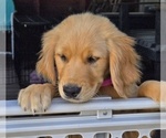 Small #2 Golden Retriever
