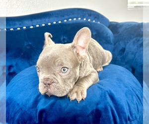 French Bulldog Puppy for sale in DENVER, CO, USA