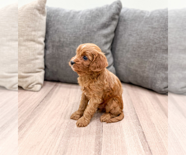 Medium Photo #2 Cavapoo (Miniature) Puppy For Sale in MILLERSBURG, OH, USA