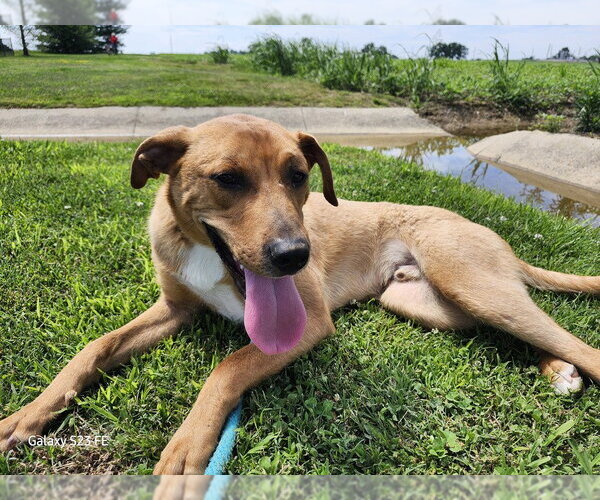 Medium Photo #1 Mutt Puppy For Sale in Evansville, IN, USA