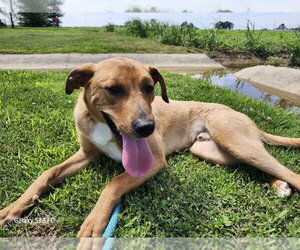 Mutt Dogs for adoption in Evansville, IN, USA