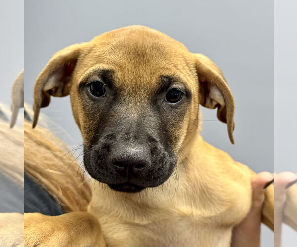Medium Photo #2 Labrador Retriever-Unknown Mix Puppy For Sale in Jefferson, NJ, USA