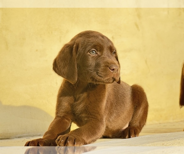 Medium Photo #1 Labrador Retriever Puppy For Sale in MORENO VALLEY, CA, USA