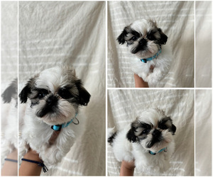 Shih Tzu Puppy for sale in EXETER, CA, USA