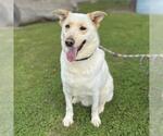 ALIF - Male German Shepherd Dog-Unknown Mix Dog for Adoption - Small photo