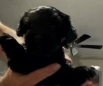 Small #3 Schnauzer (Miniature)