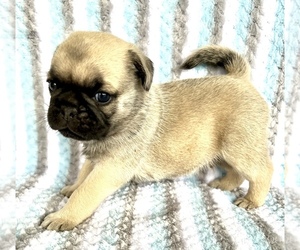 Pug Puppy for sale in MOSELLE, MS, USA