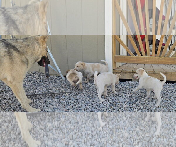 Medium Photo #6 Jack Russell Terrier-Unknown Mix Puppy For Sale in Peralta, NM, USA