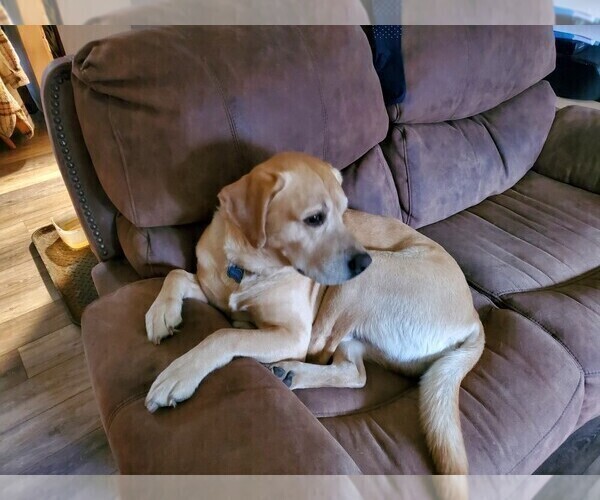 Medium Photo #1 Labrador Retriever Puppy For Sale in CLARE, MI, USA
