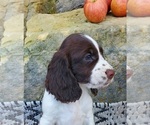 Puppy Fergie English Springer Spaniel