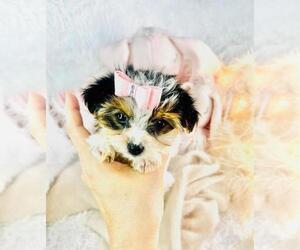 Medium Biewer Yorkie