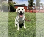 Small Photo #1 Labrador Retriever Puppy For Sale in CLOVIS, CA, USA