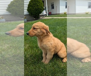 Golden Retriever Puppy for sale in GOSHEN, IN, USA