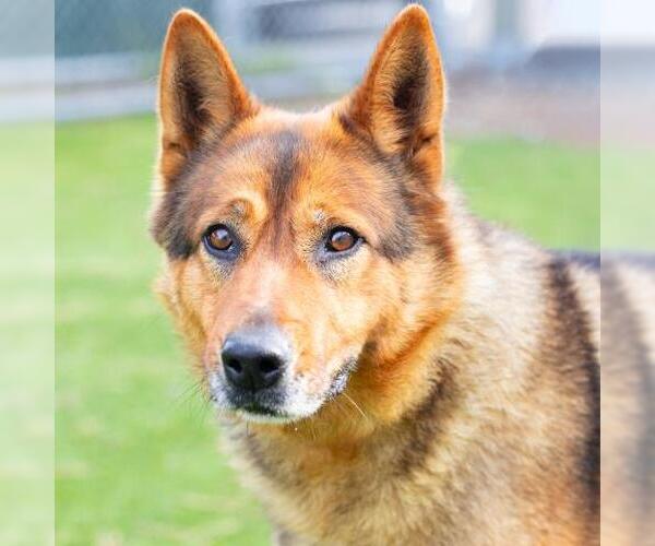Medium Photo #1 German Shepherd Dog Puppy For Sale in Camarillo, CA, USA