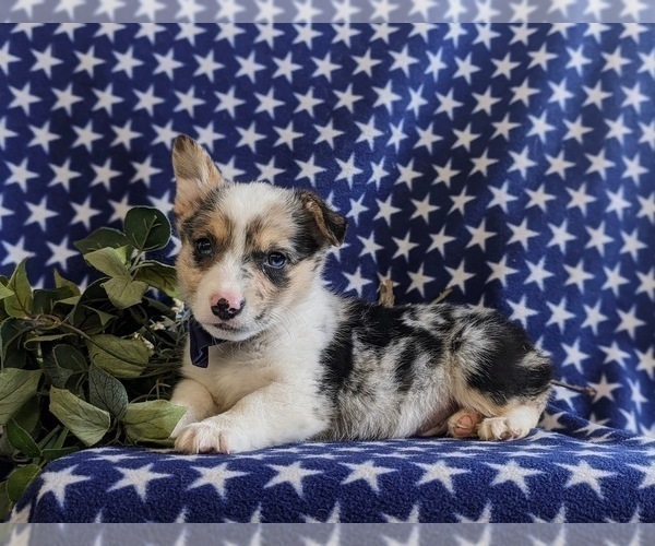 Medium Photo #4 Pembroke Welsh Corgi Puppy For Sale in CHRISTIANA, PA, USA